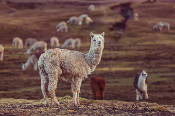 Andean llama
