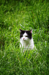 Portrait of a cat in the green grass. Black and white cat portrait. Cat outside in the garden.