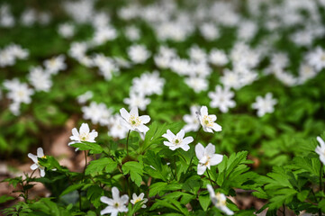 Field of white spring flower Anemone nemorosa on a sunny day