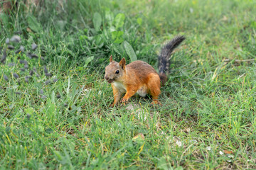 Naklejka na ściany i meble Squirrel is walking on green grass in Park