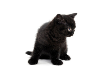 fluffy purebred black kitten sits on a white background