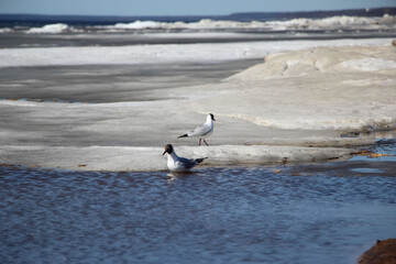 Seagulls in a thaw at the ice edge on the bay 