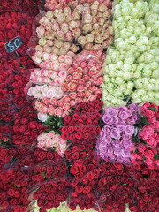 Roses of different colors are red, crimson in large wholesale packs in a large garden center of retail sales.