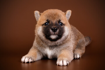 Obraz premium Shiba inu on colored backgrounds