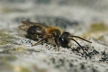 Shallow focus of a male melow miner (Andrena mitis) sunbathing on mossy surface