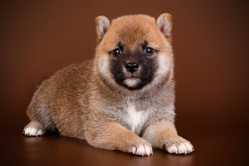 Shiba inu on colored backgrounds
