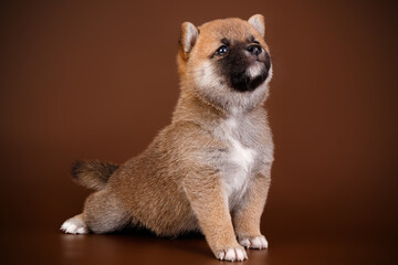 Fototapeta premium Shiba inu on colored backgrounds