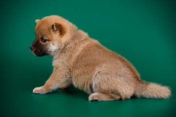 Shiba inu on colored backgrounds