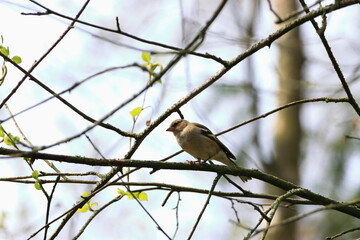 kleiner Vogel im Wald
