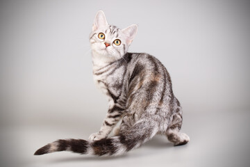 American shorthair cat on colored backgrounds
