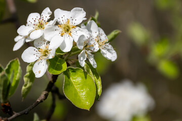 Blütenzauber, es wird Frühling