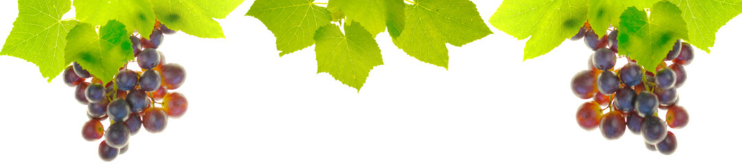 Red grapes banner. Bunches of Red  grapes with leaves isolated on white background.Summer berries...