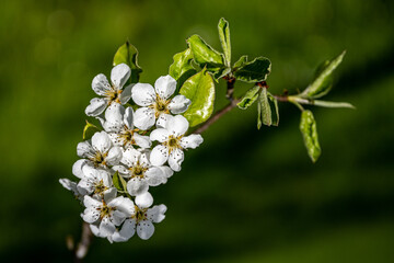 Blütenzauber, es wird Frühling
