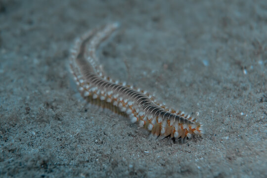 worm on the ground in a underwater and diving photography
