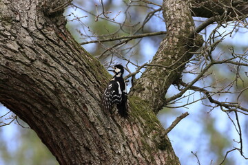 der Buntspecht am Baum