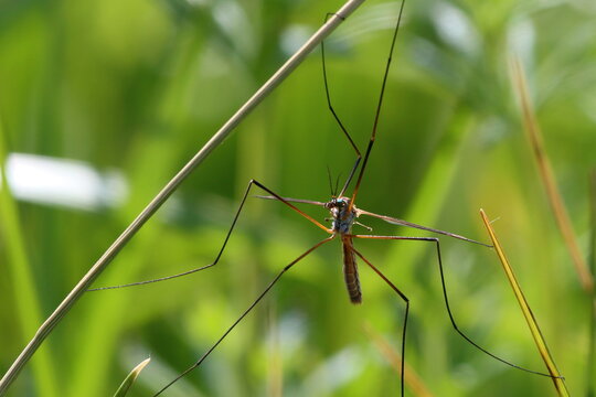 moustique cousin mouche faucheux tipule des prairies