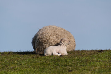 Sheep and lamb on the dike of Westerhever in Germany