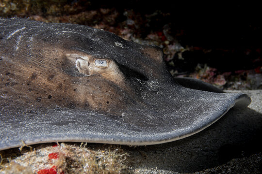 head of a ray into the sea