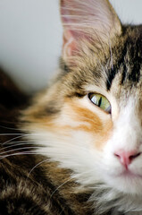 Yellow eye of a domestic cat, close-up.