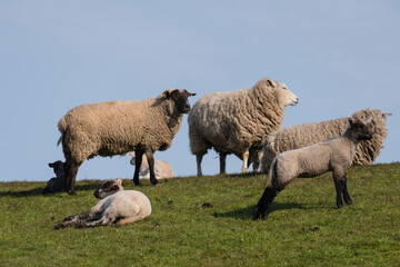 Sheep and lamb on the dike of Westerhever in Germany
