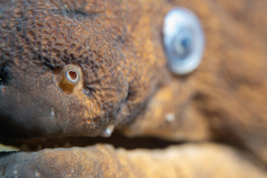 close up macro of a blue fish moray in the sea underwater 