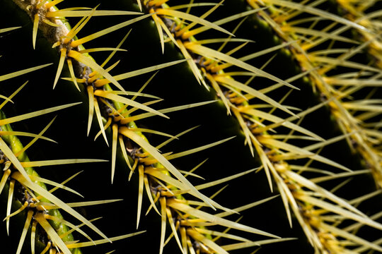 background with a cactus with yellow flowers