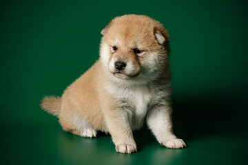 Obraz premium Shiba inu on colored backgrounds