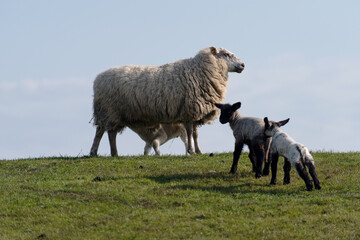 Sheep and lamb on the dike of Westerhever in Germany