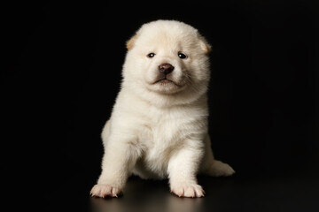 Obraz premium Shiba inu on colored backgrounds