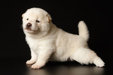 Shiba inu on colored backgrounds