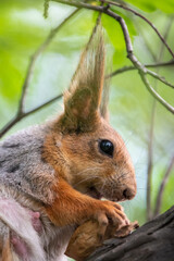 The squirrel with nut sits on a branches in the spring or summer. Portrait of the squirrel close-up
