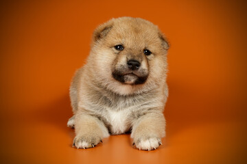 Obraz premium Shiba inu on colored backgrounds