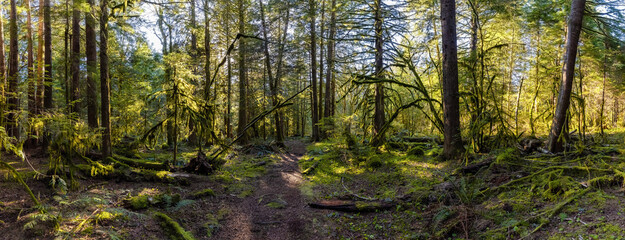 Panoramic View of the Trail in Rain Forest during a sunny green Spring Season. Squamish, North of Vancouver, British Columbia, Canada. Nature Background Panorama