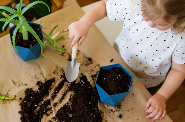 Blonde little girl toddler planting or transplanting home plants. Spring time, home gardening,...