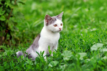 Naklejka na ściany i meble A small kitten sits in the garden on the green grass and looks intently into the distance