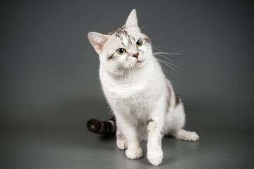 American shorthair cat on colored backgrounds