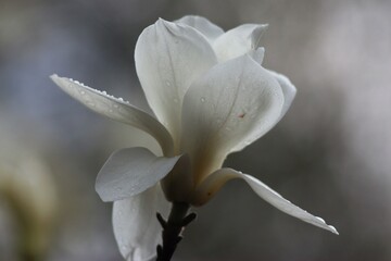 Blooming Magnolia at the Botanical Garden