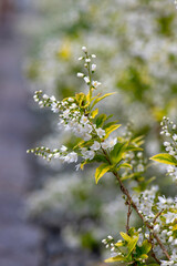 Deutzia gracilis duncan Chardonnay pearls white flowering shrub, beautiful ornamental flowers in bloom