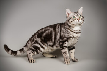 Obraz premium American shorthair cat on colored backgrounds