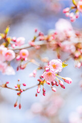 Amazing pink cherry blossoms on the Sakura tree in a blue sky.