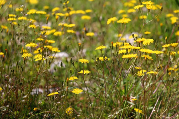 Yellow dandelions growing in a field. Selective focus.