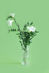Tender white freesia flowers in a glass vase on pastel green background. Spring background.