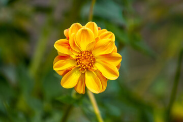 Yellow dahlia in the garden on a blurred background in sunny weather