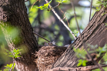 Chicks of Thrush fieldfare, Turdus pilaris, in a nest