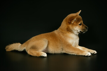 Shiba inu on colored backgrounds