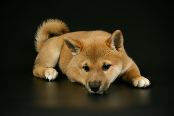 Shiba inu on colored backgrounds