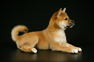 Shiba inu on colored backgrounds