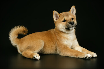 Shiba inu on colored backgrounds