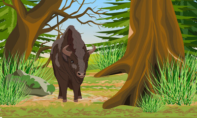 European bison Bison bonasus stands at the edge of an old grove with large trees, firs, rocks and green grass. European wood bison. The wisent or the zubr. Realistic vector summer landscape.
