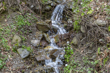 Small water stream flows down the mountainside with trees at daytime